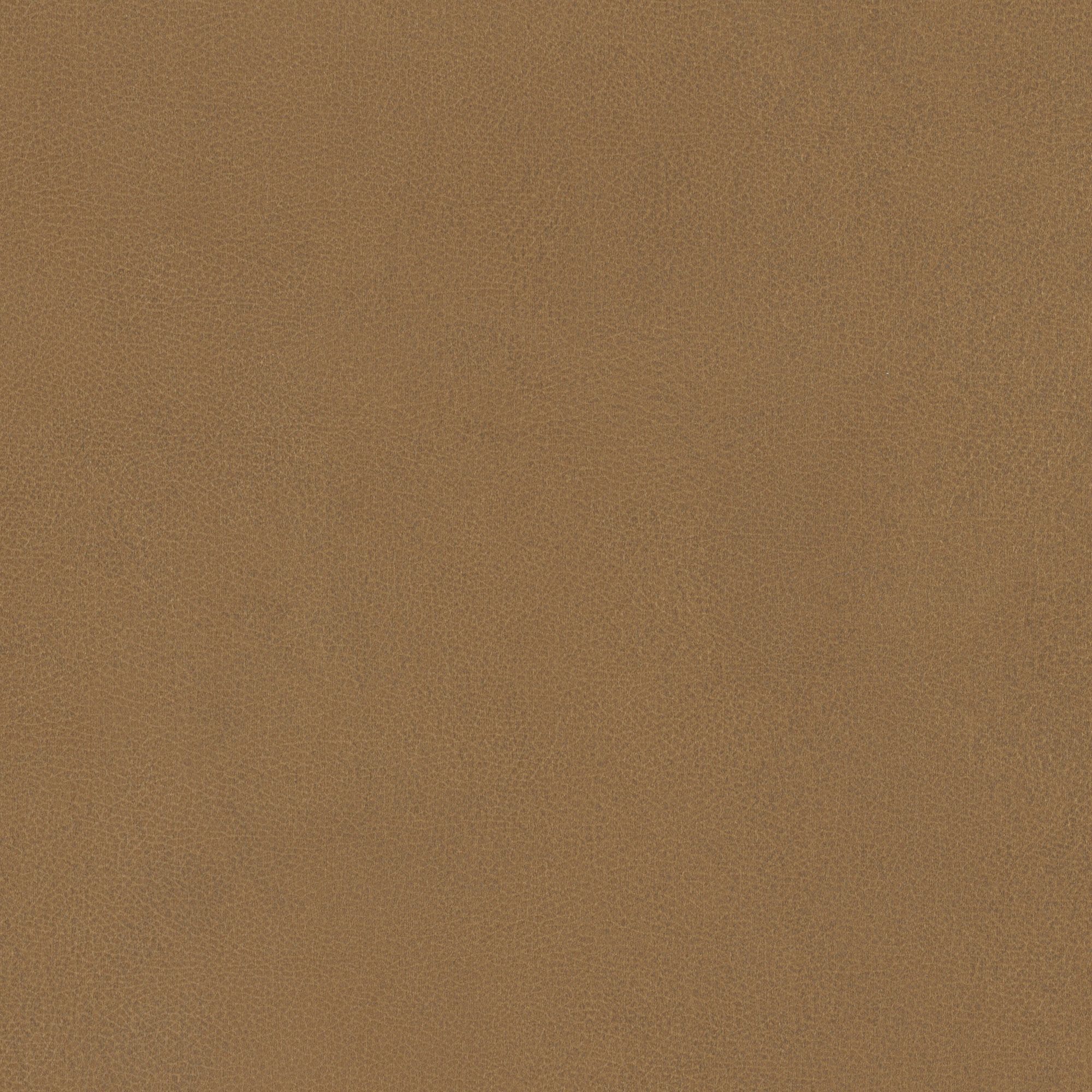 NL20 Camel