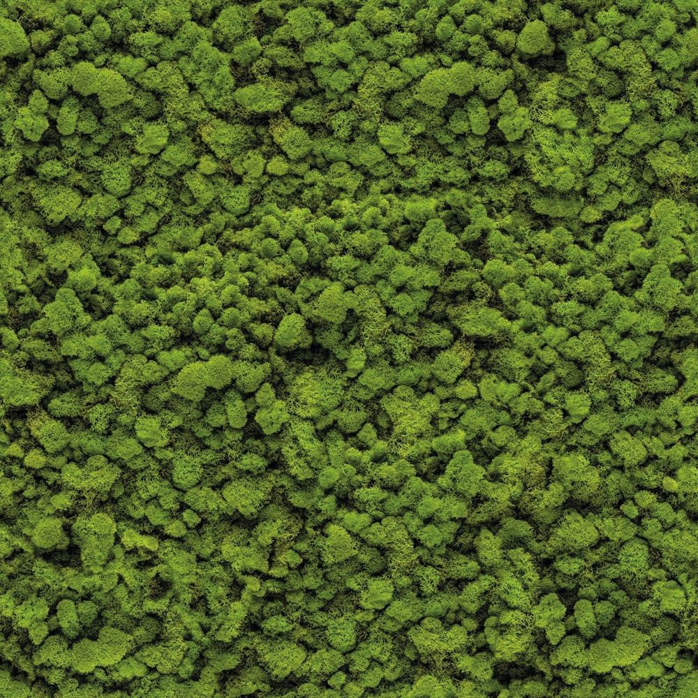 NL38 Moss